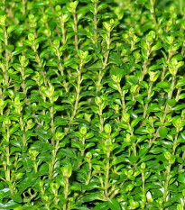 Tymián Anglická zima - Thymus vulgaris - semena tymiánu - 50 ks