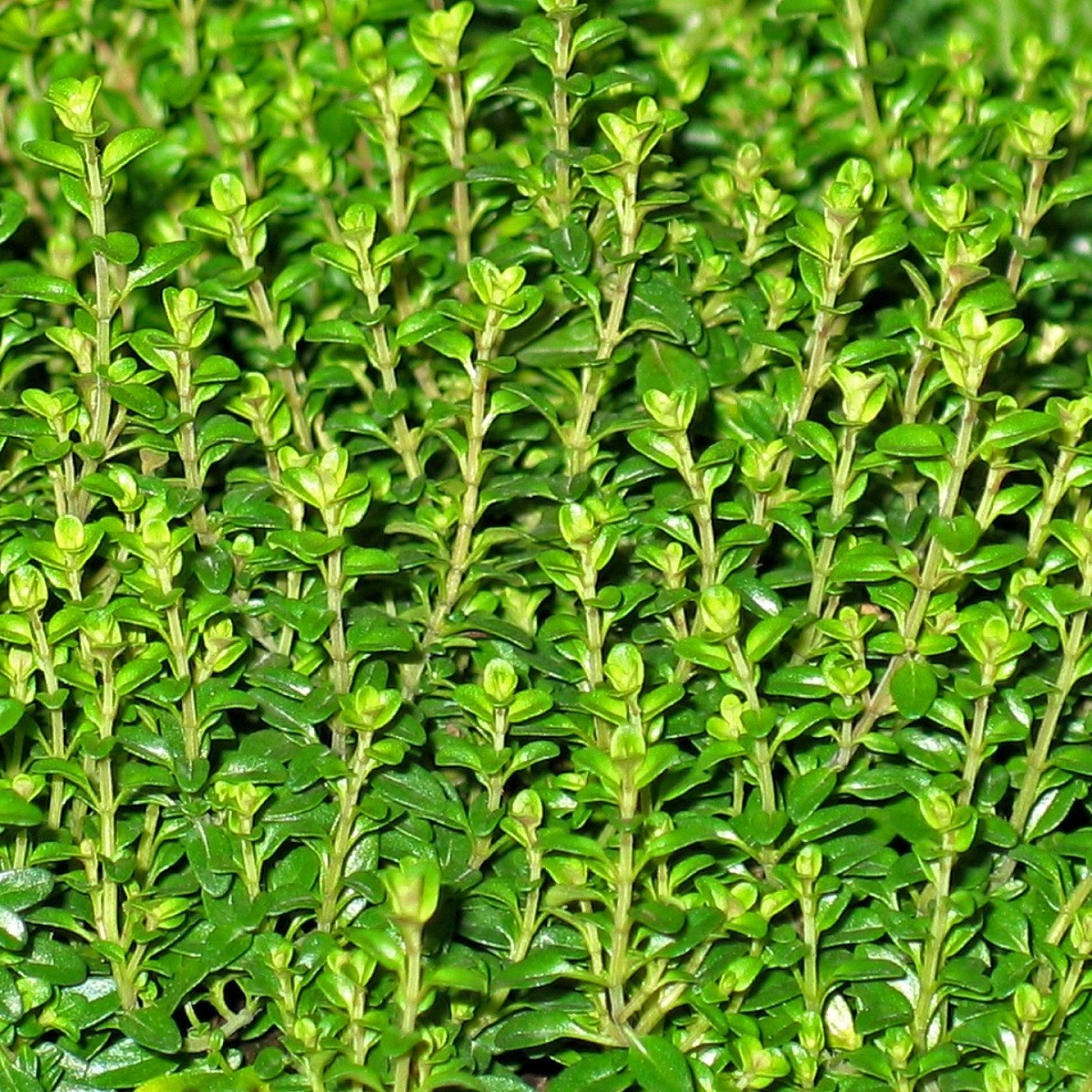 Tymián Anglická zima - Thymus vulgaris - semena tymiánu - 50 ks
