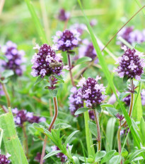Tymián obecný - Thymus vulgaris - semena tymiánu - 0,08 g