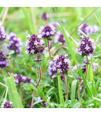 Tymián obecný - Thymus vulgaris - semena tymiánu - 0,08 g