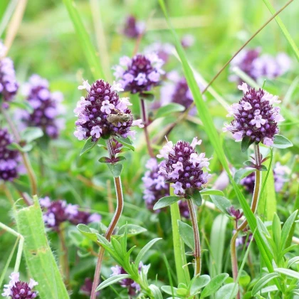 Tymián obecný - Thymus vulgaris - semena tymiánu - 0,08 g