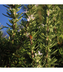 Rozmarýn lékařský - Rosmarinus officinalis - semena rozmarýnu - 50 ks
