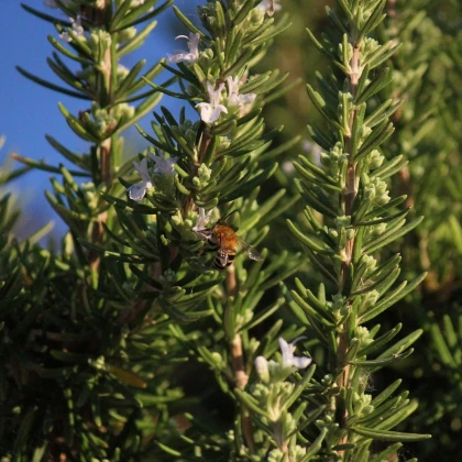 Rozmarýn lékařský - Rosmarinus officinalis - semena rozmarýnu - 50 ks