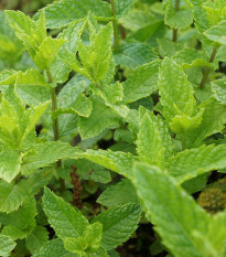 Hosszúlevelű menta – Mentha longifolia – mentamagok – 100 db