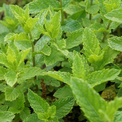 Máta dlouholistá - Mentha longifolia - semena máty - 20 ks