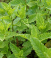 Hosszúlevelű menta – Mentha longifolia – mentamagok – 100 db