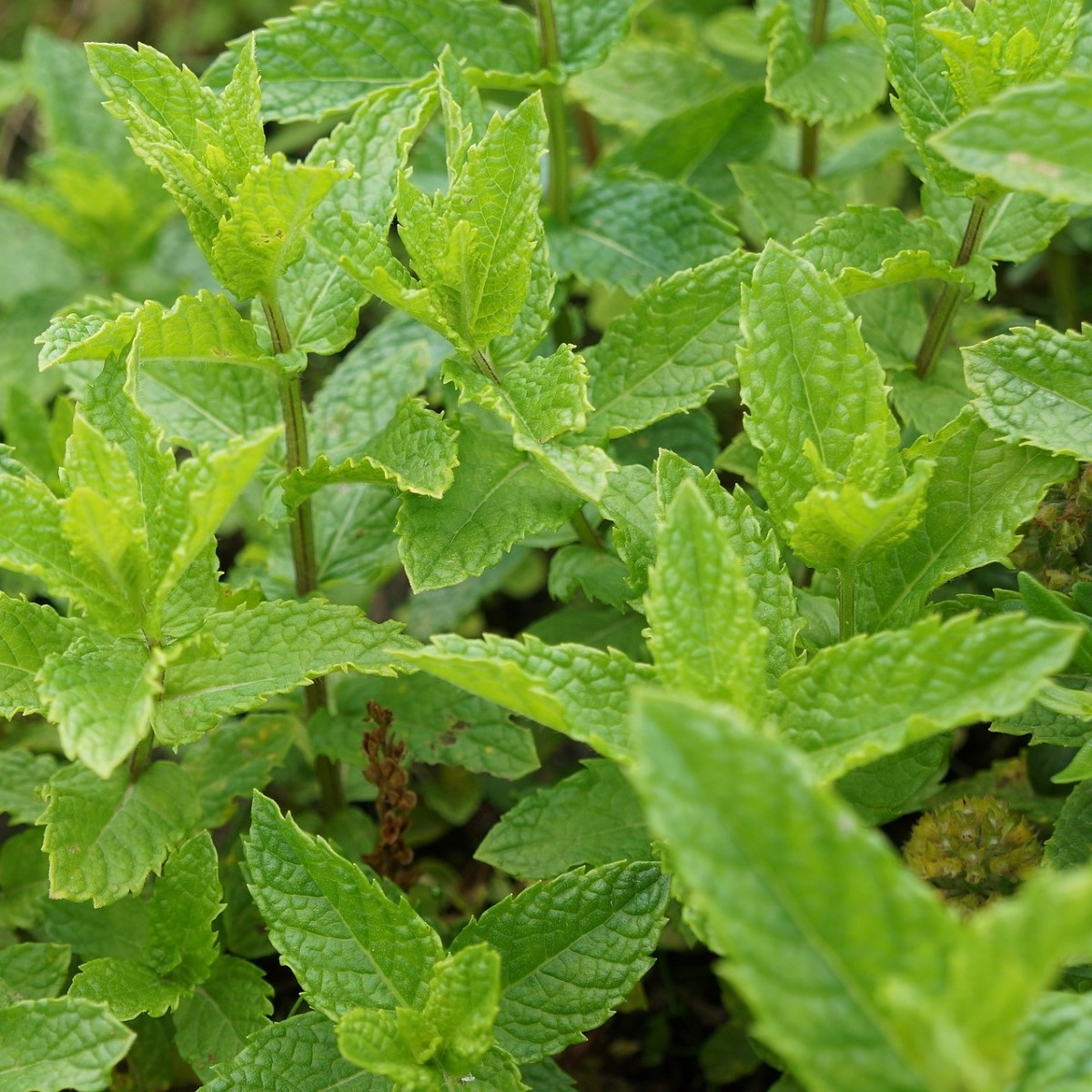 Máta dlouholistá - Mentha longifolia - semena máty - 20 ks