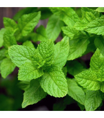 Máta peprná - Mentha piperita - semena máty - 0,1 g