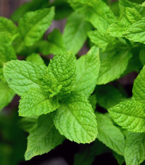 Máta peprná - Mentha piperita - semena máty - 0,1 g