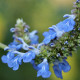 Chia - Salvia hispanica - semena chia - 10 ks