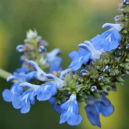 Chia - Salvia hispanica - semena chia - 10 ks