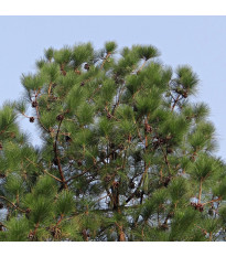 Borovice himalájská - Pinus wallichiana - semena borovice - 5 ks