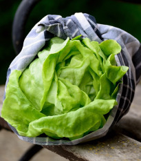 BIO Salát ledový Saladin - Lactuca sativa - bio semena salátu - 100 ks
