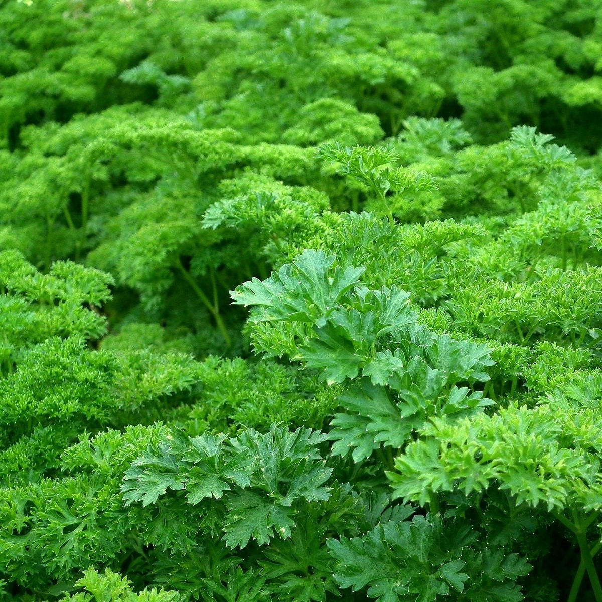 BIO Petržel Gigante di Italia hladkolistá - Petroselinum crispum - bio semena petržele - 200 ks