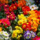 Prvosenka bezlodyžná směs - Primula vulgaris - semena prvosenky - 15 ks