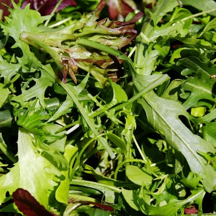 BIO Divoká roketa úzkolistá - Wild rocket - Křez - Diplotaxis tenuiflora - bio semena rokety - 250 ks