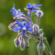 Brutnák lékařský - Borago officinalis - semena brutnáku - 20 ks