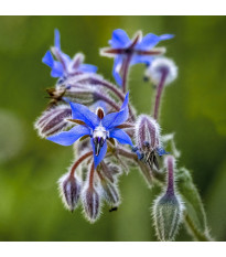 Brutnák lékařský - Borago officinalis - semena brutnáku - 20 ks