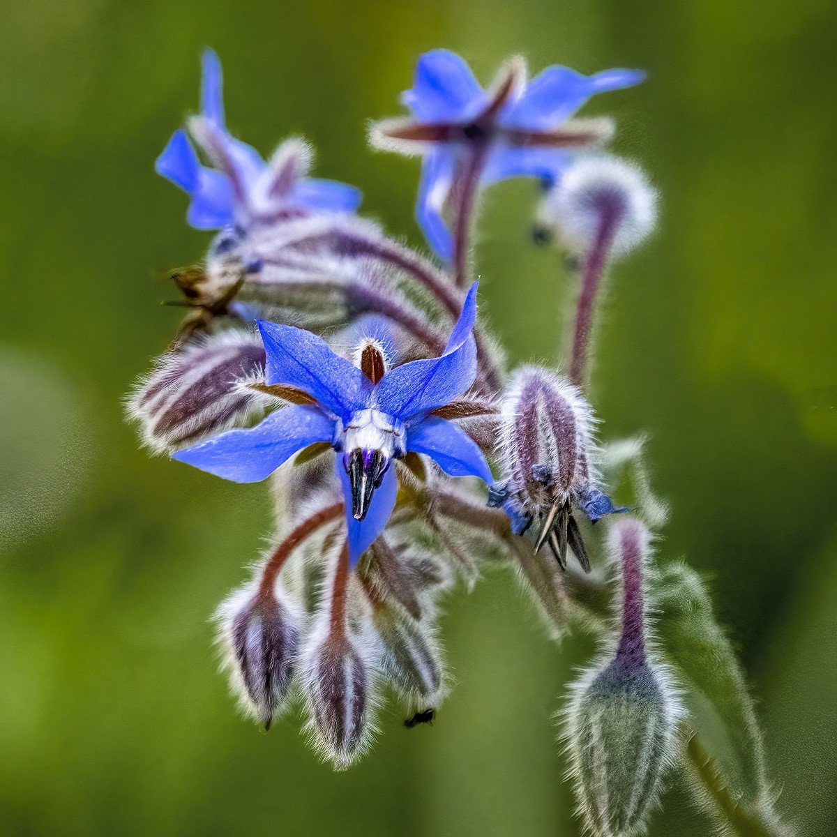 BIO Brutnák lékařský - Borago officinalis - bio semena brutnáku - 20 ks