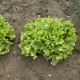 Endivie Escariol - Cichorium endivia L. - semena endivie - 150 ks
