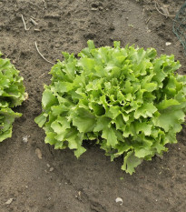 Endivie Escariol - Cichorium endivia L. - semena endivie - 150 ks