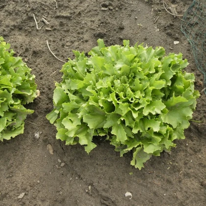 Endivie Escariol - Cichorium endivia L. - semena endivie - 150 ks