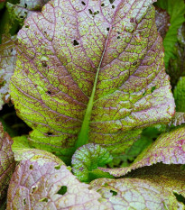 Hořčice habešská - Brassica carinata - semena hořčice - 250 ks