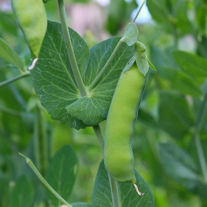 BIO Hrách dřeňový raný Zázrak z Kelvedonu - Pisum sativum - bio semena hrachu - 50 ks