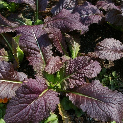 Hořčice červená Red - Brassica juncea - semena hořčice - 300 ks