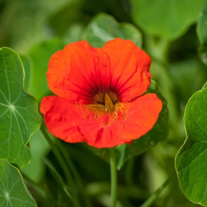 Nasturtium Modrý Pepe - Tropaeolum majus - semena lichořeřišnice - 15 ks