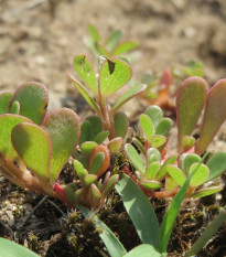 Arany porcsin Golden - Portulaca oleracea - szikárka magok - 100 db