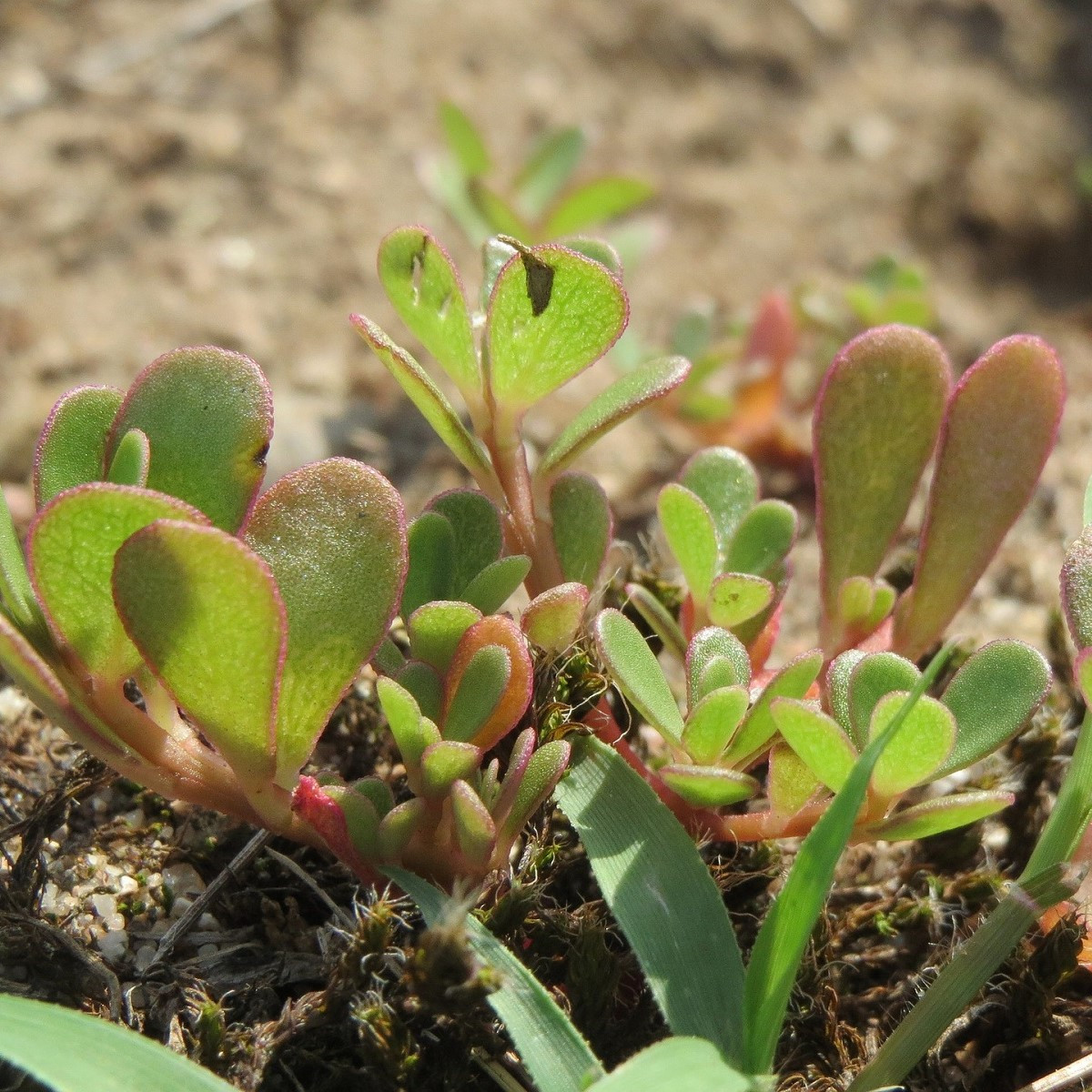 Šrucha zlatá - Portulaca oleracea - semena šruchy - 30 ks