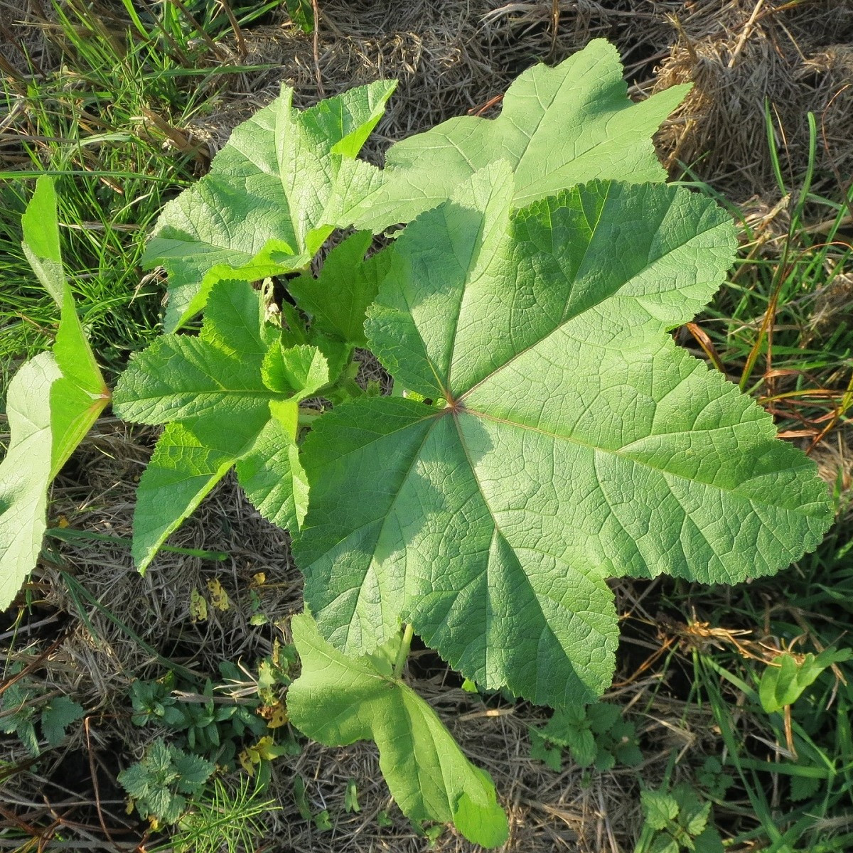 Sléz přeslenitý - Malva verticillata - semena slézu - 150 ks