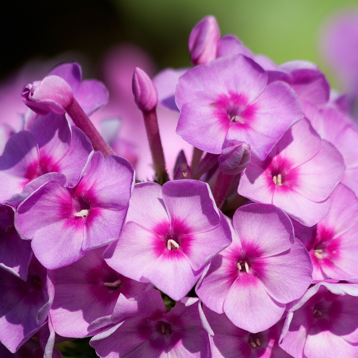 Plaménka fialová - Phlox - prostokořenné sazenice plaménky - 1 ks