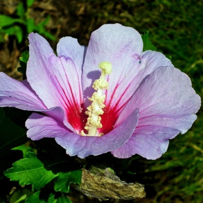 Ibišek syrský fialový - Hibiscus syriacus - semena ibišku - 12 ks