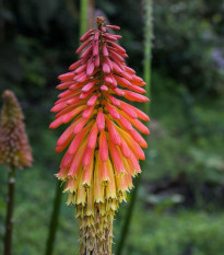 Kleopatřina jehla - Kniphofia uvaria tritoma - semena kniphofie - 4 ks
