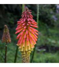 Kleopatřina jehla - Kniphofia uvaria tritoma - semena kniphofie - 4 ks