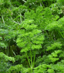 Petržel zahradní naťová Kudrnka - Petroselinum crispum convar. vulgare - semena petržele - 700 ks