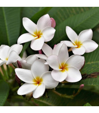 Plumérie - Havajská květina - Plumeria - semena plumérie - 3 ks
