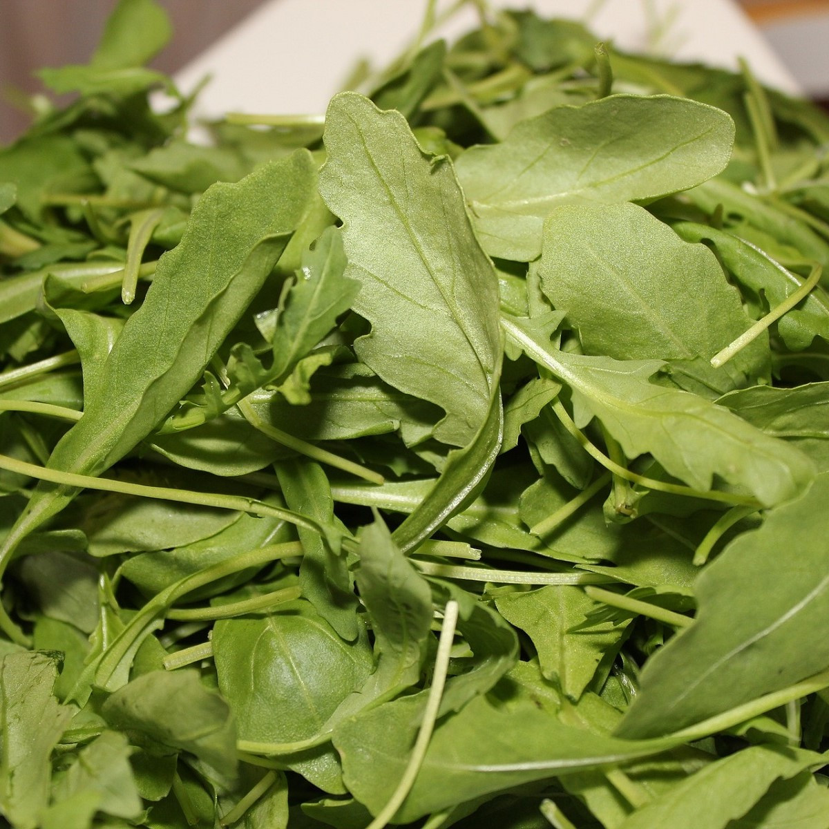 Roketa setá Viktoria - Eruca vesicaria - semena rokety - 300 ks