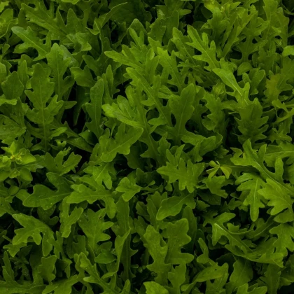 Rukola setá - Eruca sativa - semena rukoly - 250ks