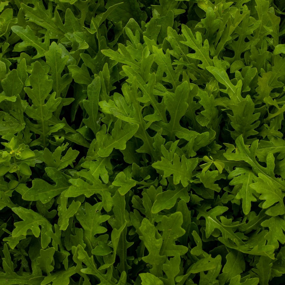 Rukola setá - Eruca sativa - semena rukoly - 250ks