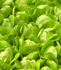 Salát Safír - Lactuca sativa - semena salátu - 400 ks