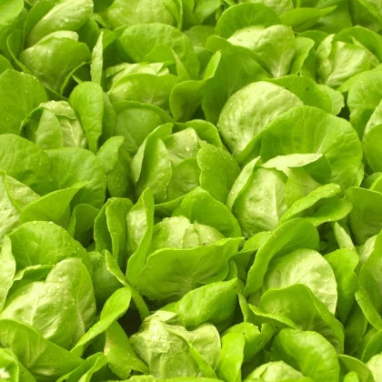 Salát Safír - Lactuca sativa - semena salátu - 400 ks