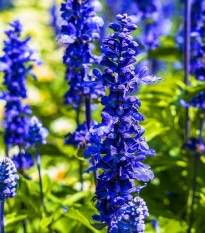 Zsálya Victoria Blue - Salvia farinacea - zsálya magok - 20 db