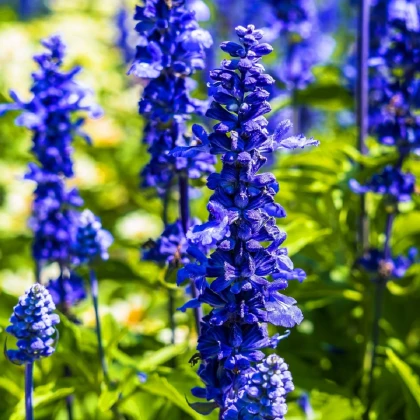 Zsálya Victoria Blue - Salvia farinacea - zsálya magok - 20 db