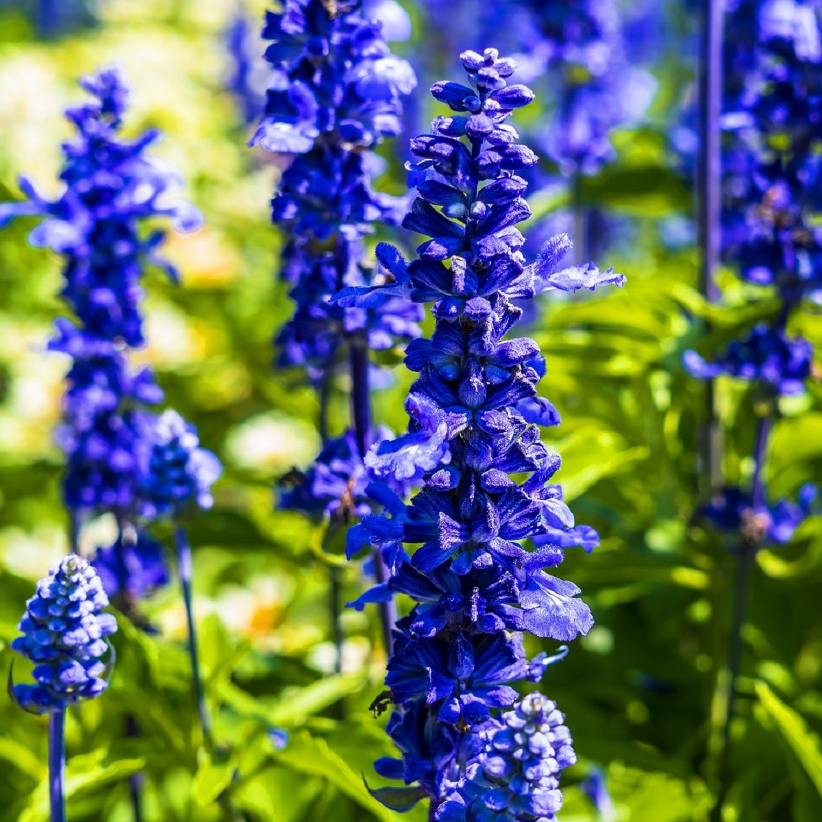 Zsálya Victoria Blue - Salvia farinacea - zsálya magok - 20 db