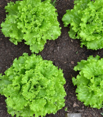 Salát Batavia - Lactuca sativa - semena salátu - 800 ks