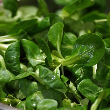 Kozlíček polníček Elan - Vallerianella locusta - semena polníčku - 150 ks