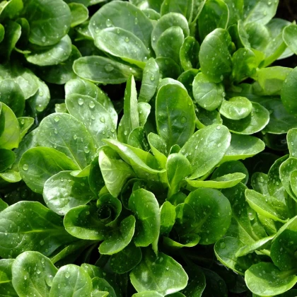 Kozlíček polníček Vít - Vallerianella locusta - semena polníčku - 200 ks